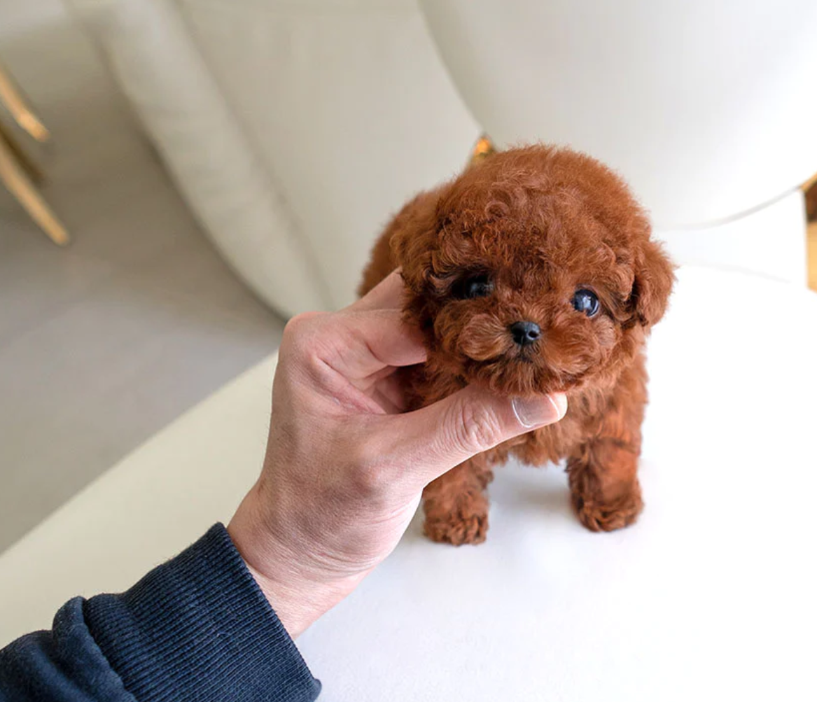 Mini toy teacup poodle puppy Amber red female for sale near me