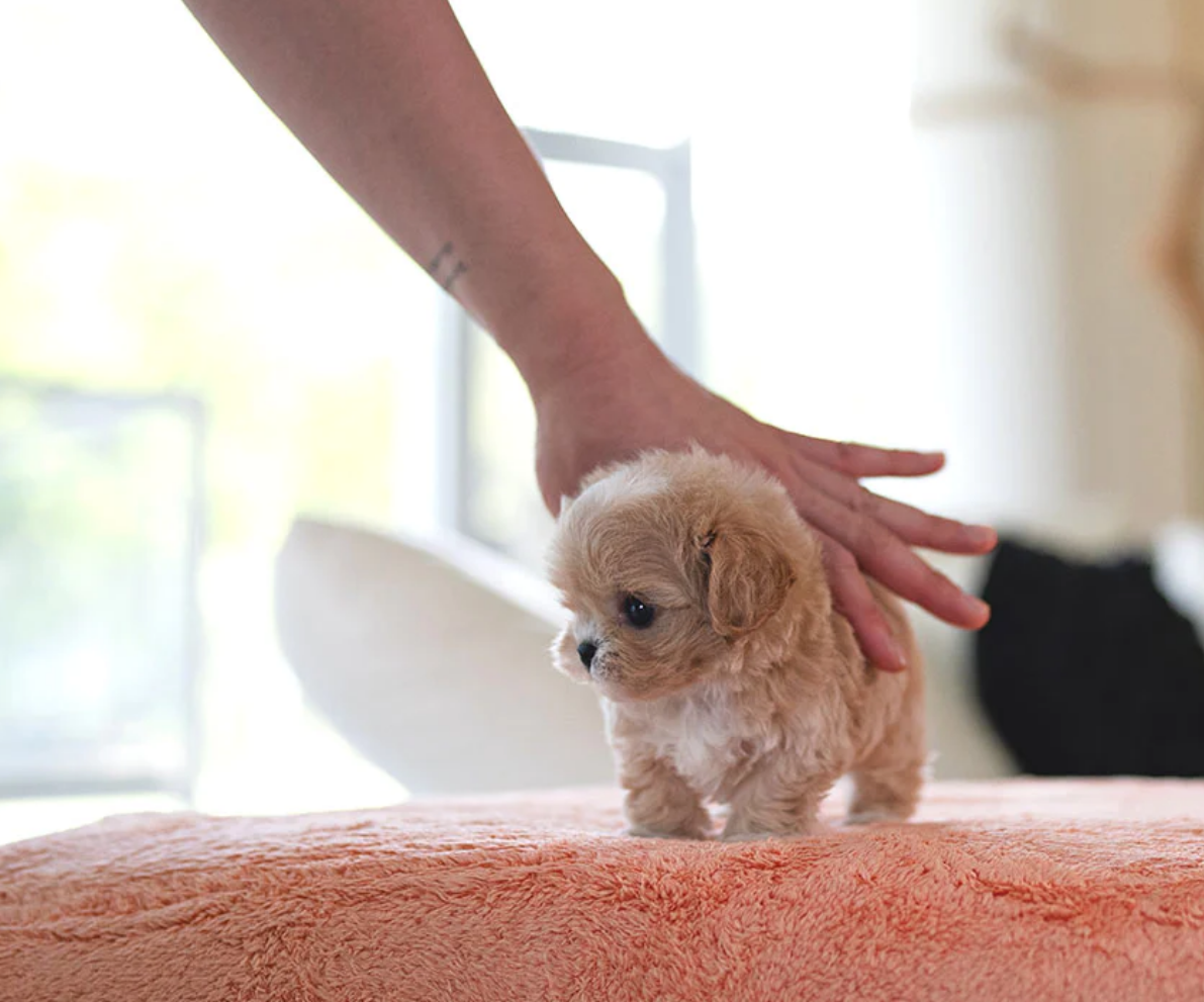 Mini toy teacup poodle puppy Anna for sale near me