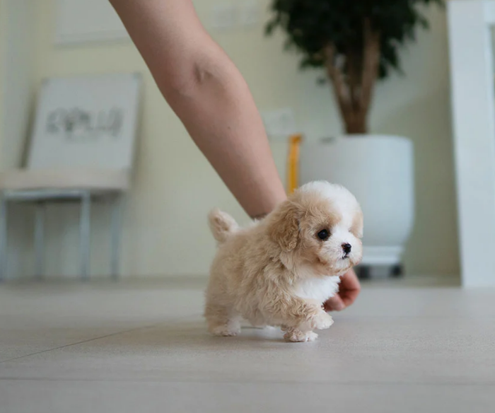 Mini toy teacup poodle puppy Benji for sale near me