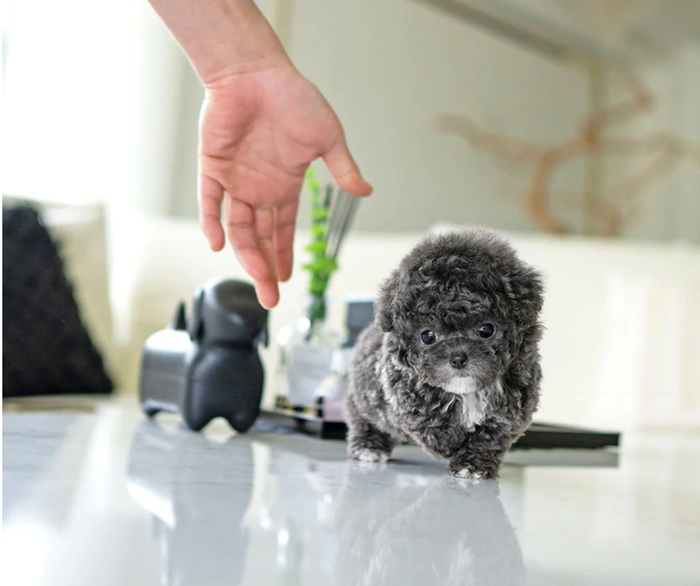 Micro teacup poodle puppy Chanel silver female for sale near me