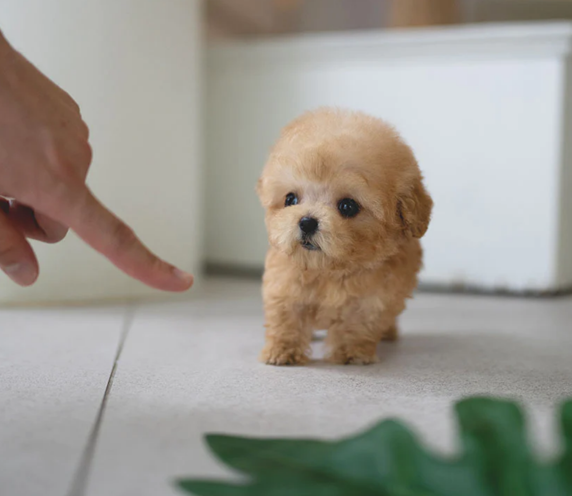 Tiny light apricot male teacup poodle puppy Ernest for sale cheap price