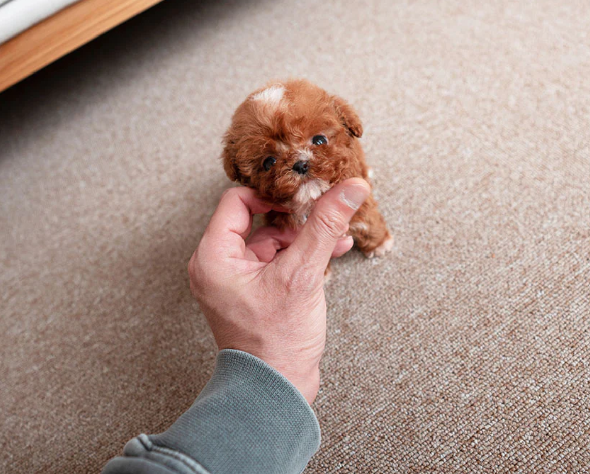 Tiny reddish brown female teacup poodle puppy Ginger for sale cheap