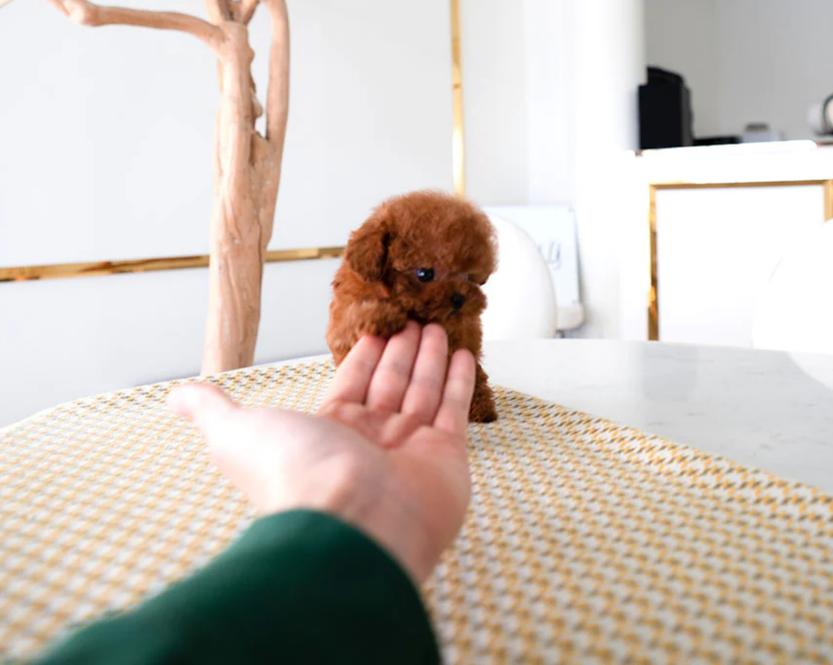 Toy teacup poodle puppy Happy for sale near me