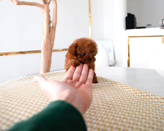 Toy teacup poodle puppy Happy for sale near me
