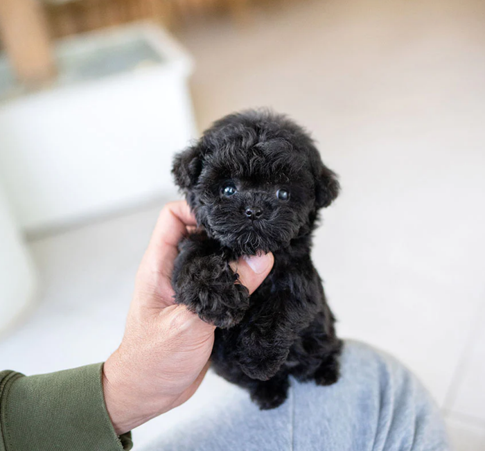 Micro toy teacup poodle puppy Milo jet black for sale near me