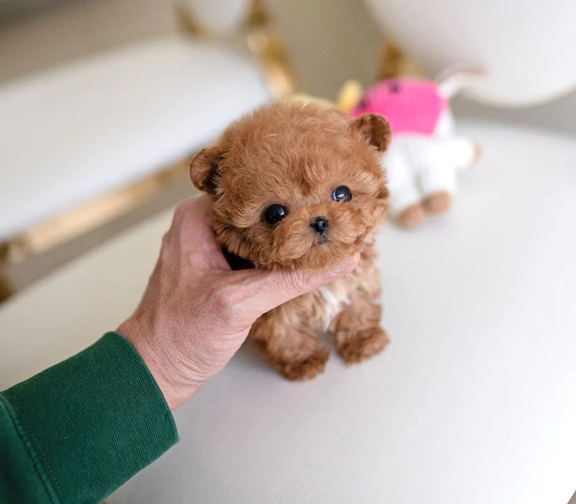 Tiny light apricot male teacup poodle puppy Murphy for sale cheap price