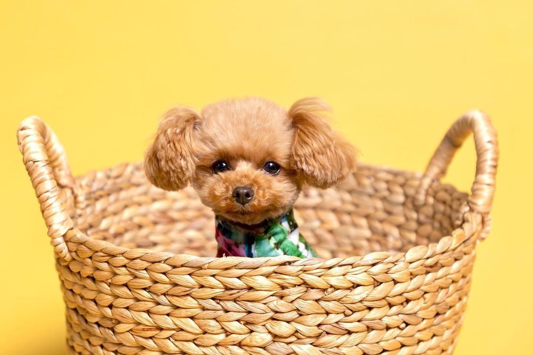 mini puppies