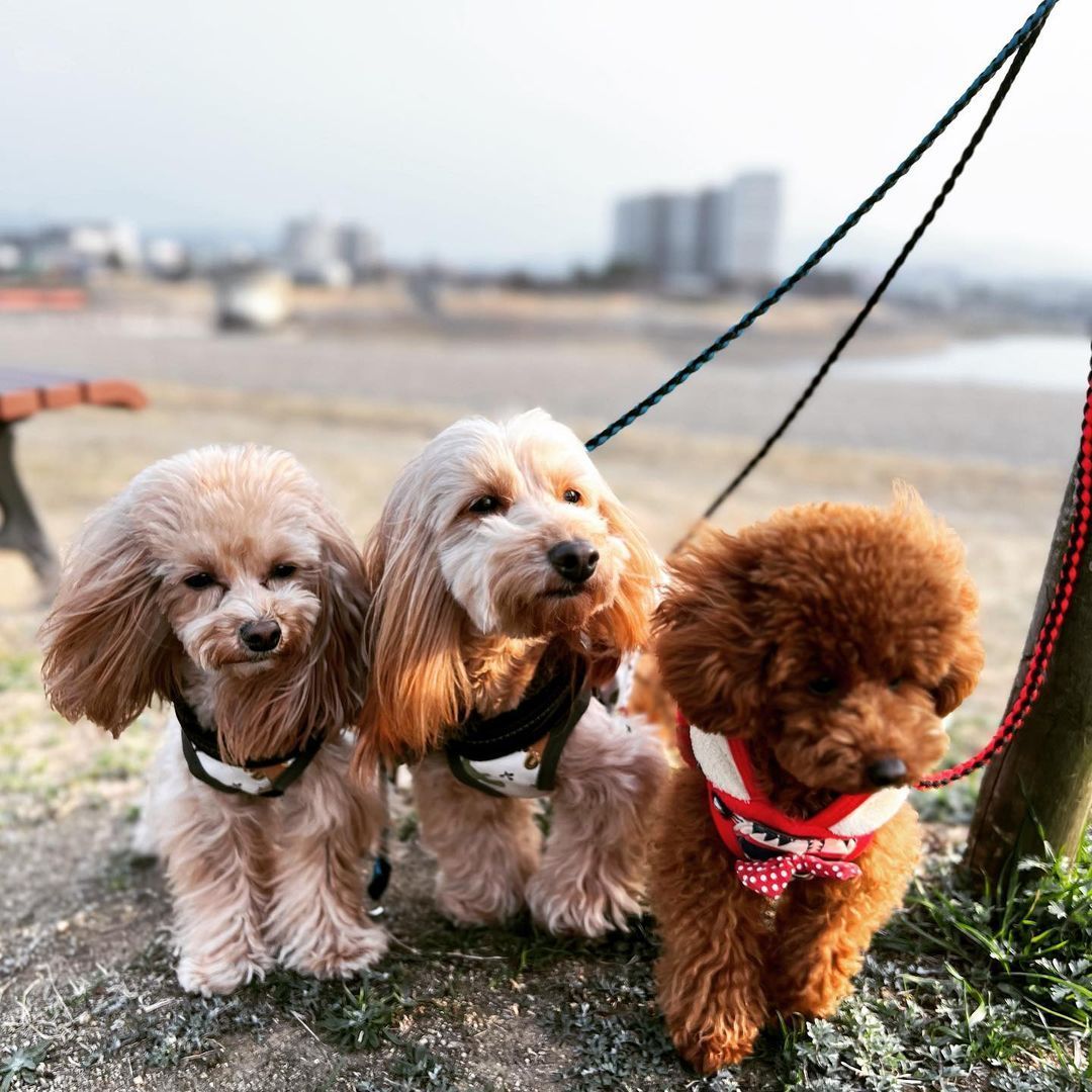 poodle puppies