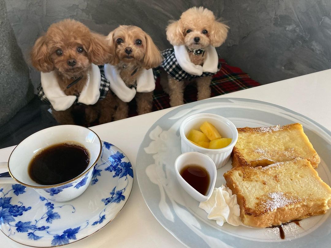 small puppies for sale