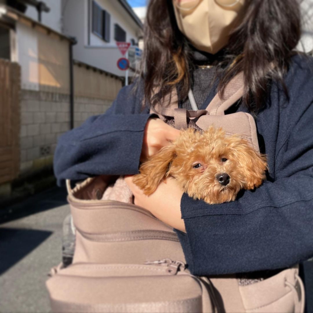 tiny puppies 