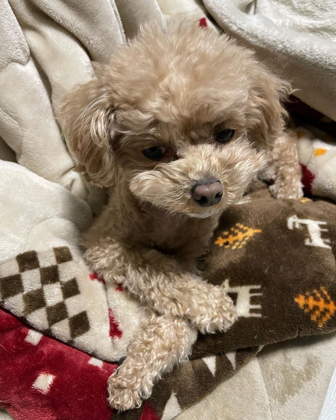 teacup poodles
