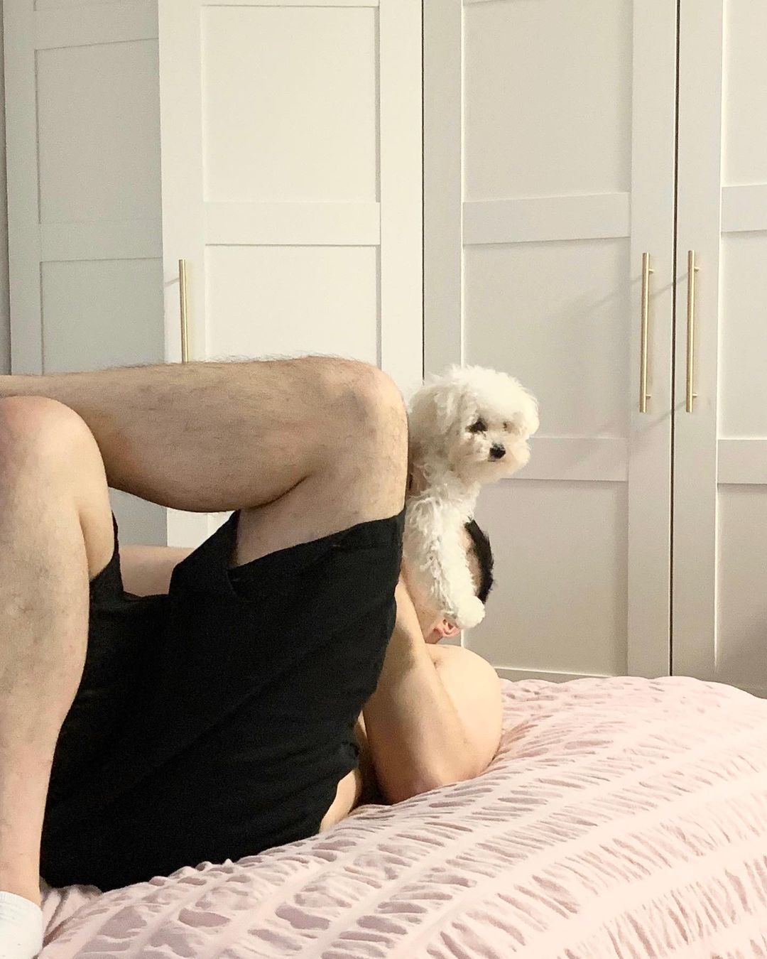cheap poodles