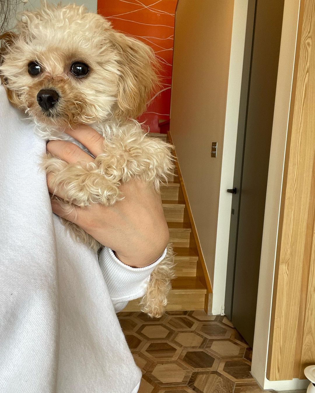 poodles under $500