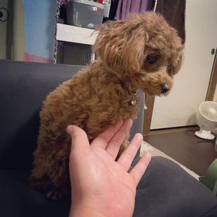 poodle dogs 