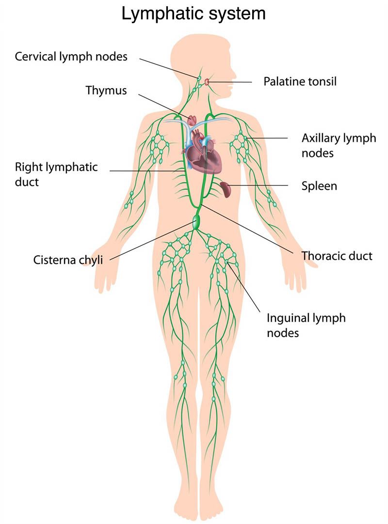 Lymphatic Drainage Massage | Peak Performance Chiropractic