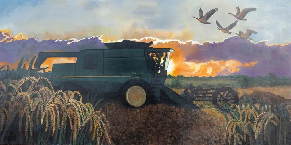 Lincoln Rice Harvest