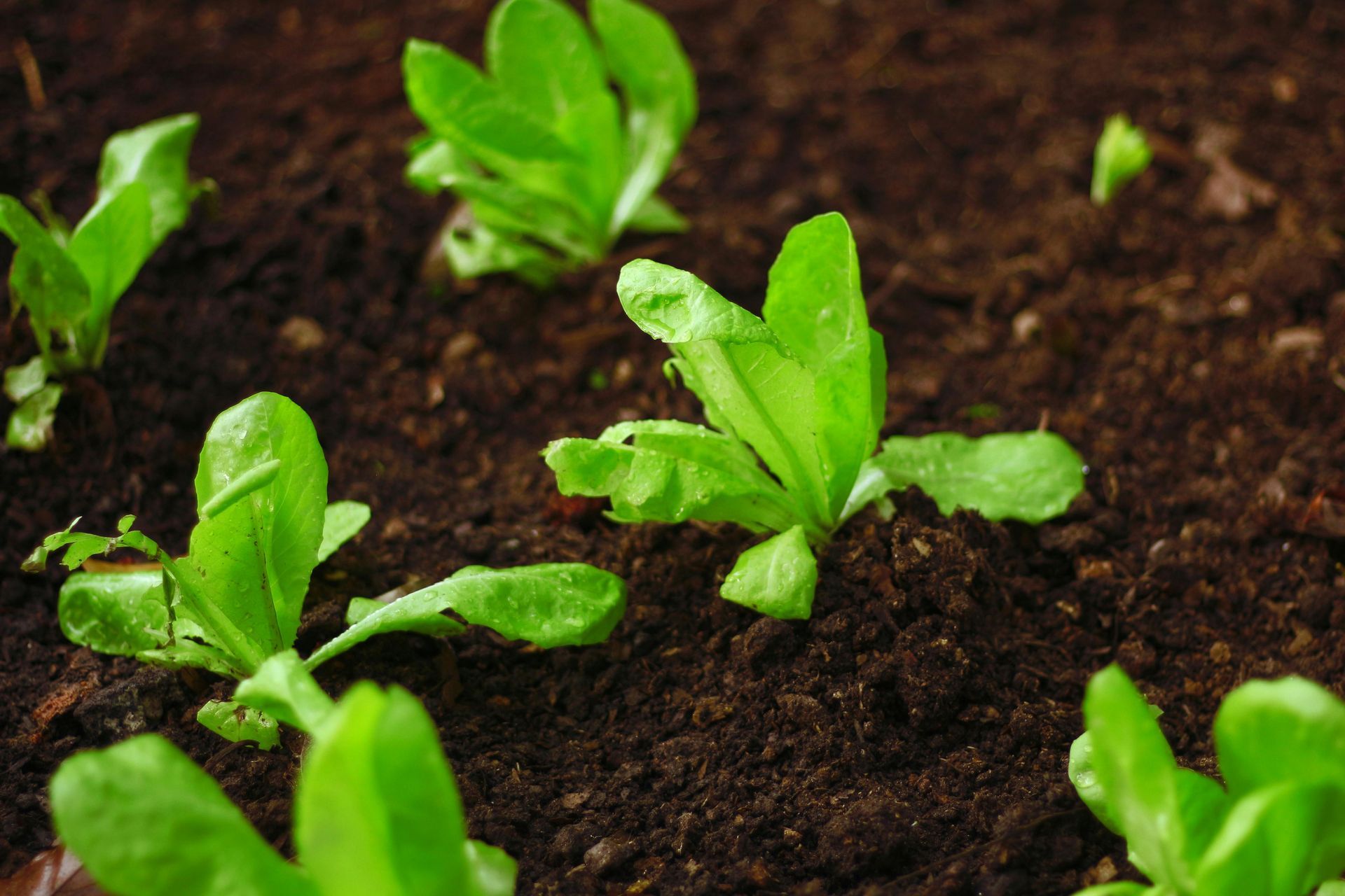 Young green seedlings sprouting in dark soil