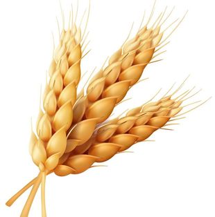 illustrazione spiga di grano