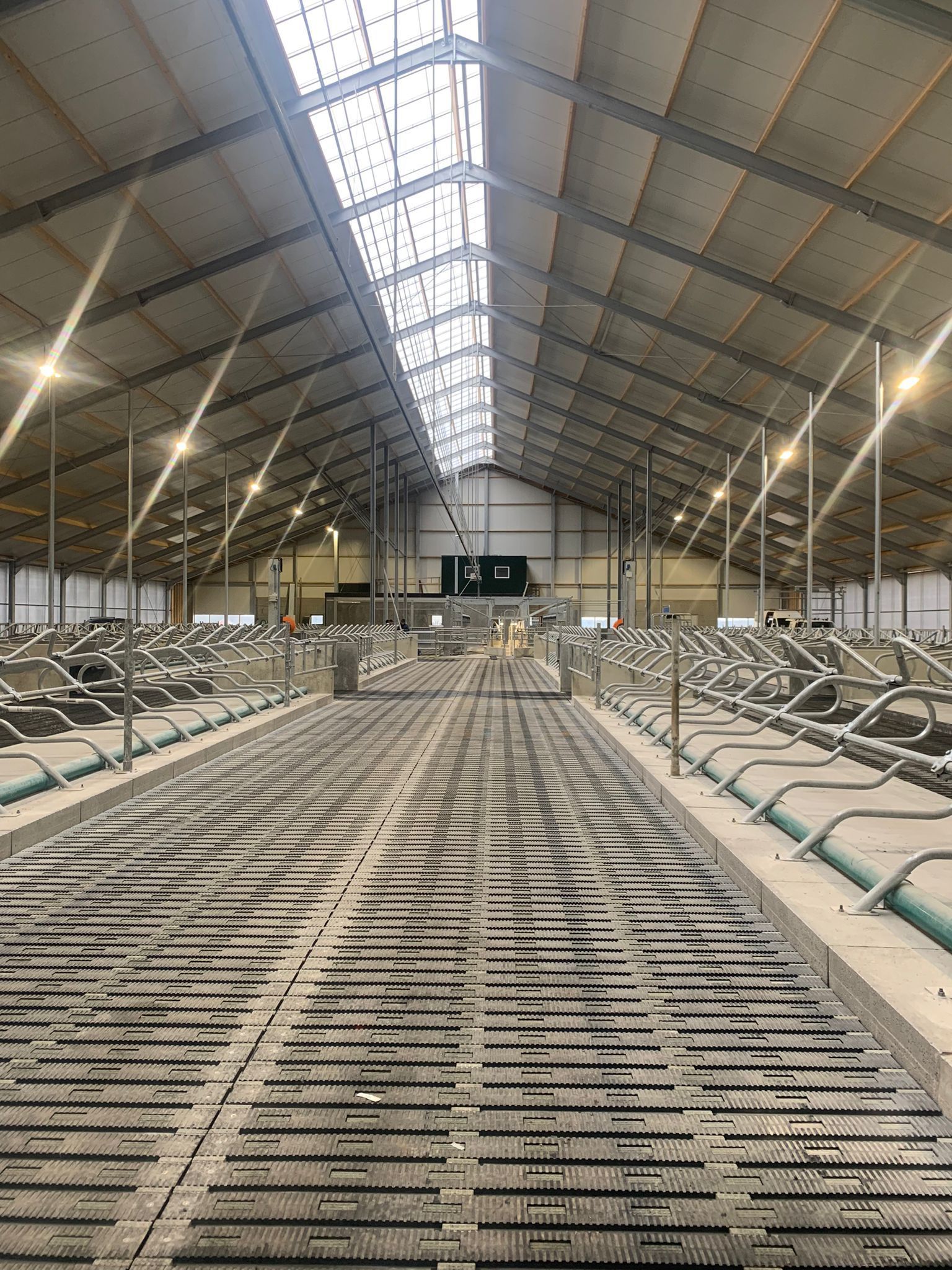 Interieurfoto van een ruime, moderne veestal met rijen boxen, metalen scheidingswanden en een roostervloer.