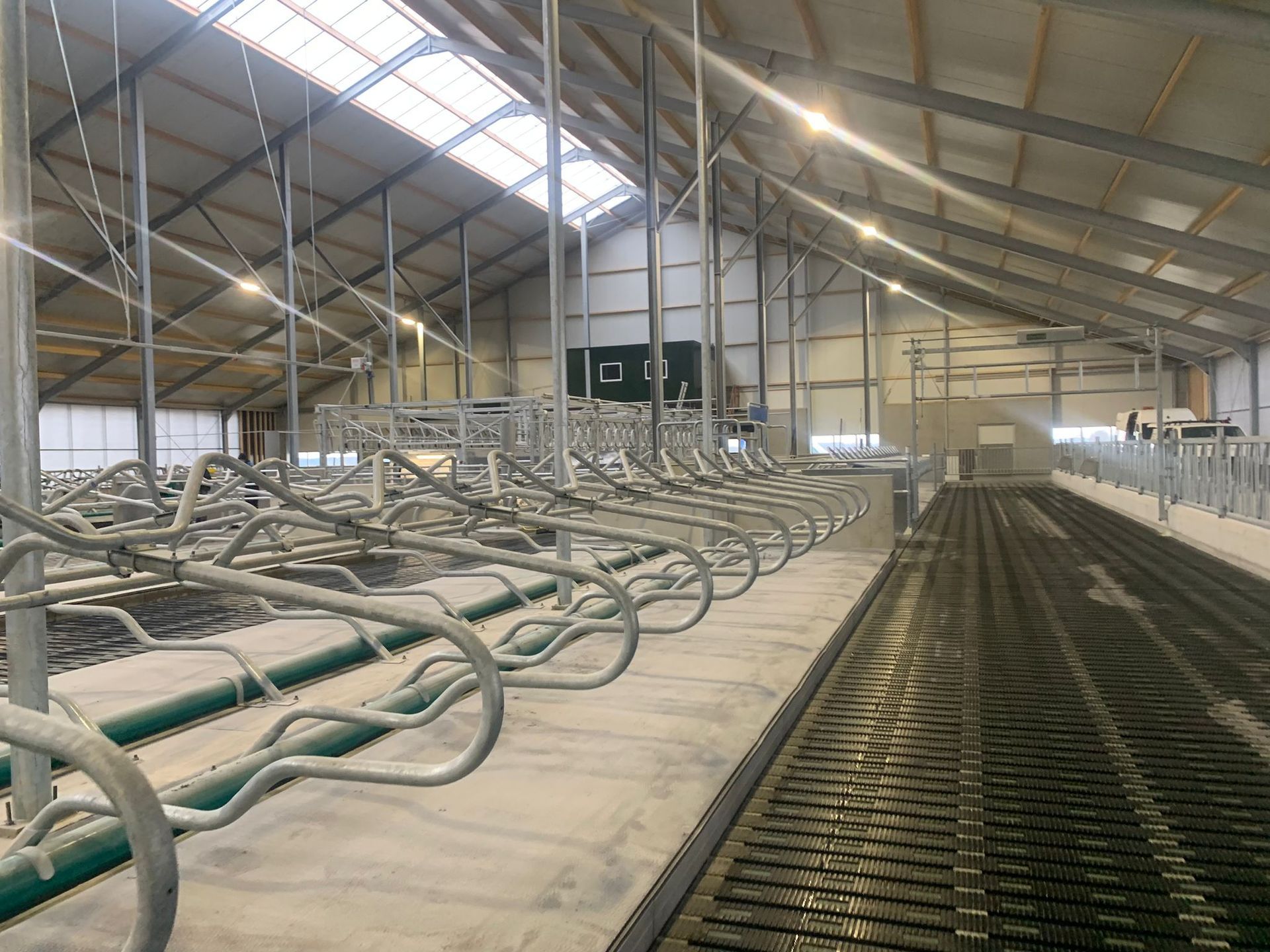 Interieur van een moderne melkveestal met metalen boxafscheidingen, betonnen vloer en een mestpad van roosters.