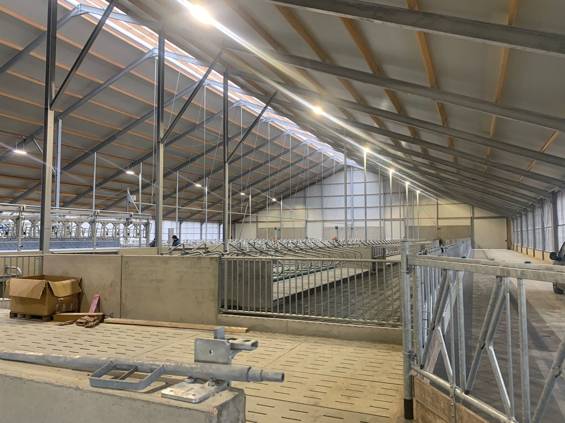 Interieur van een moderne, goed verlichte veestal met metalen omheining, betonnen vloer en een grote puntdakconstructie.