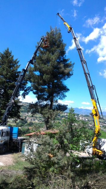 Una gru sta sollevando un albero in aria