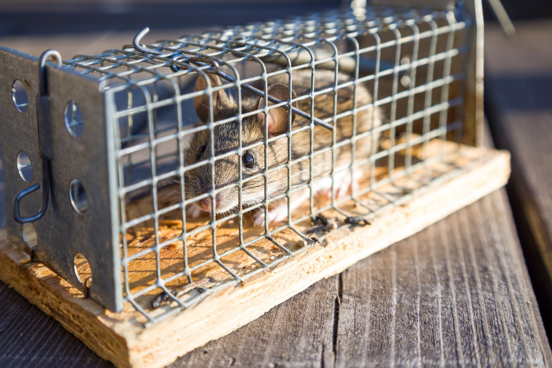 A mouse is sitting in a mousetrap on a wooden table.