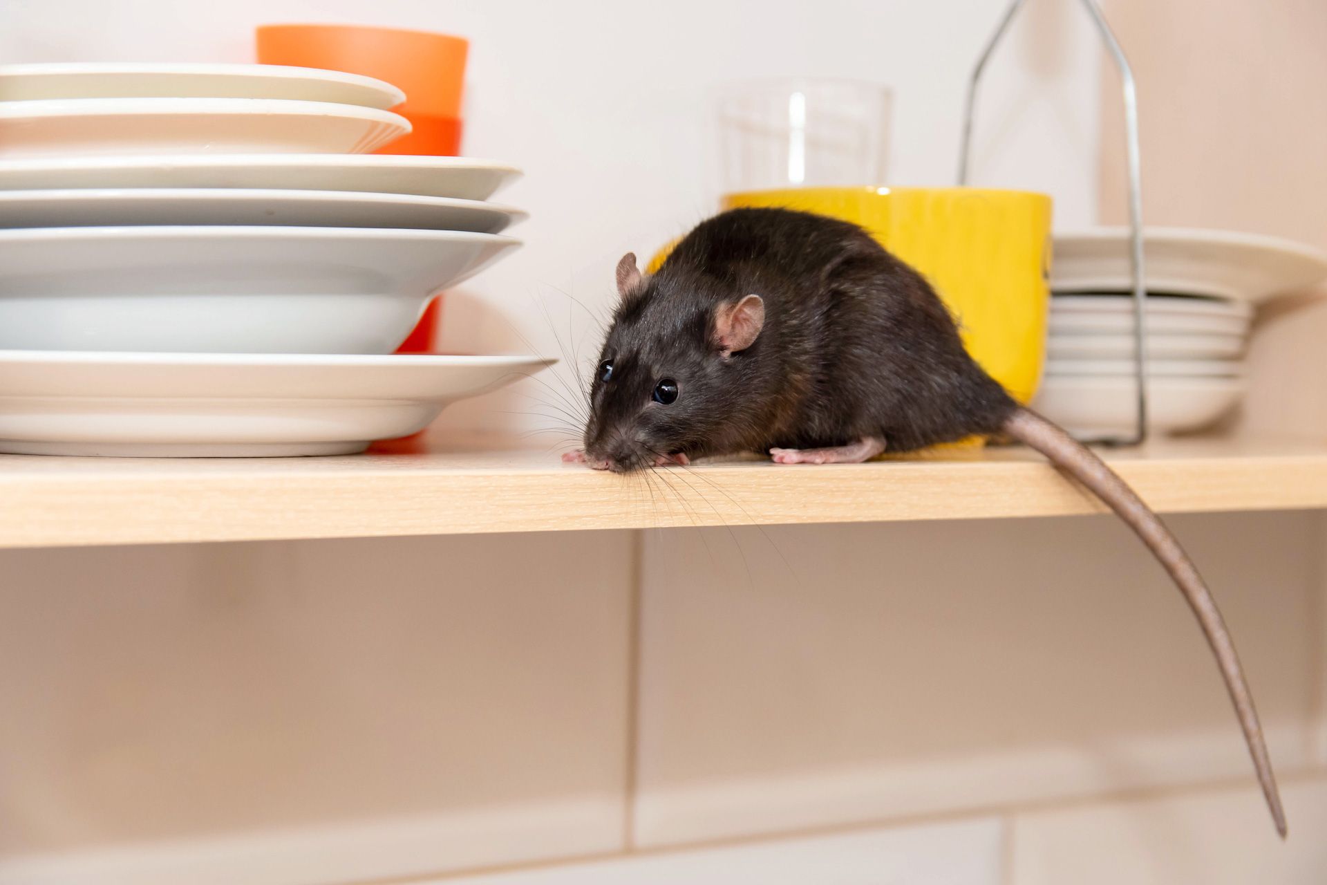 A rat is sitting on a shelf next to a stack of dishes.