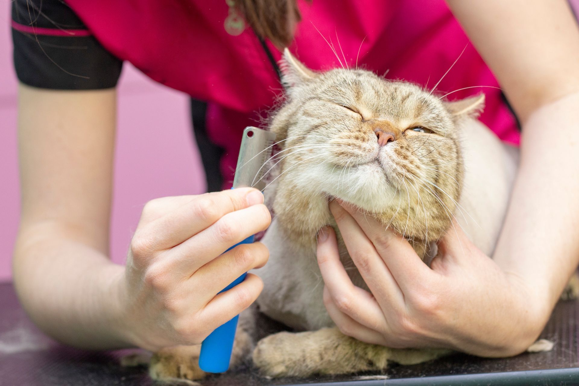 A person grooming a beige and cream cat with its eyes closed, pink background.