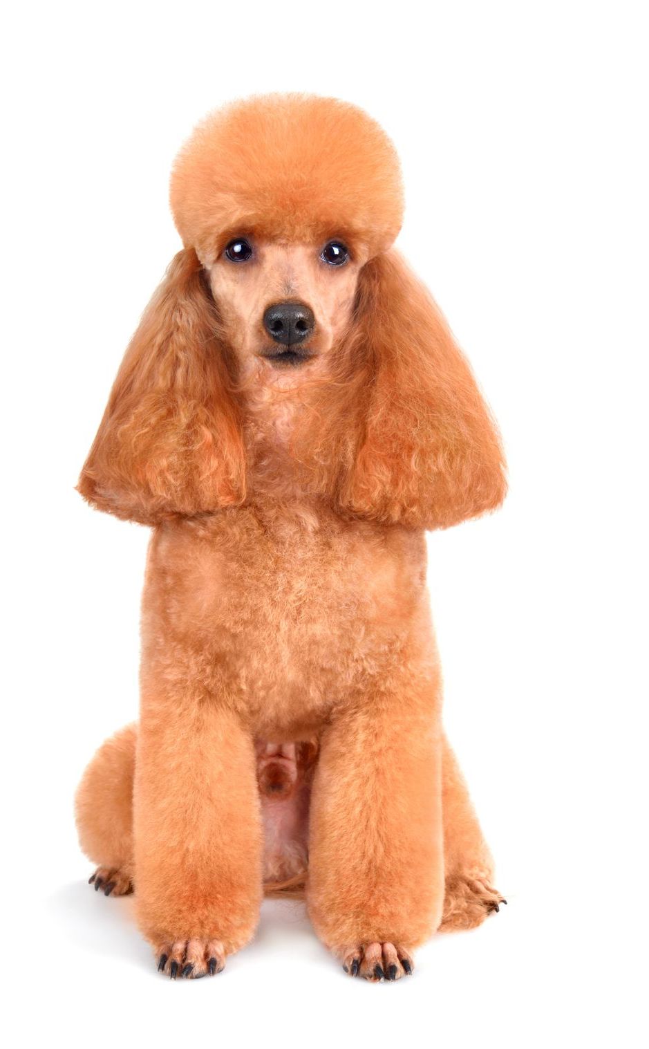 Red poodle sitting, trimmed fur, focused gaze, white background.