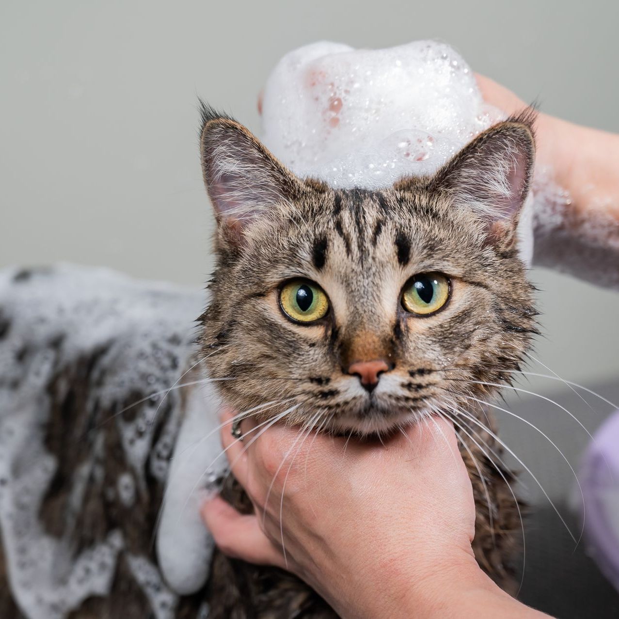 Cat being bathed, with bubbles on its head and human hands holding it.