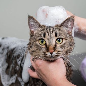 Cat being bathed, with bubbles on its head and human hands holding it.