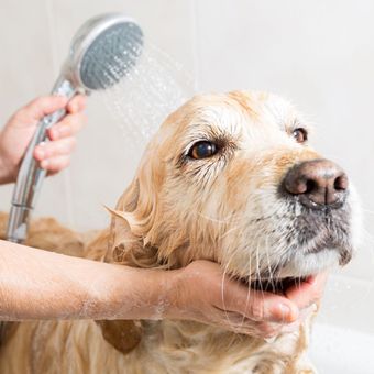 Golden retriever being bathed with shower head; indoors.