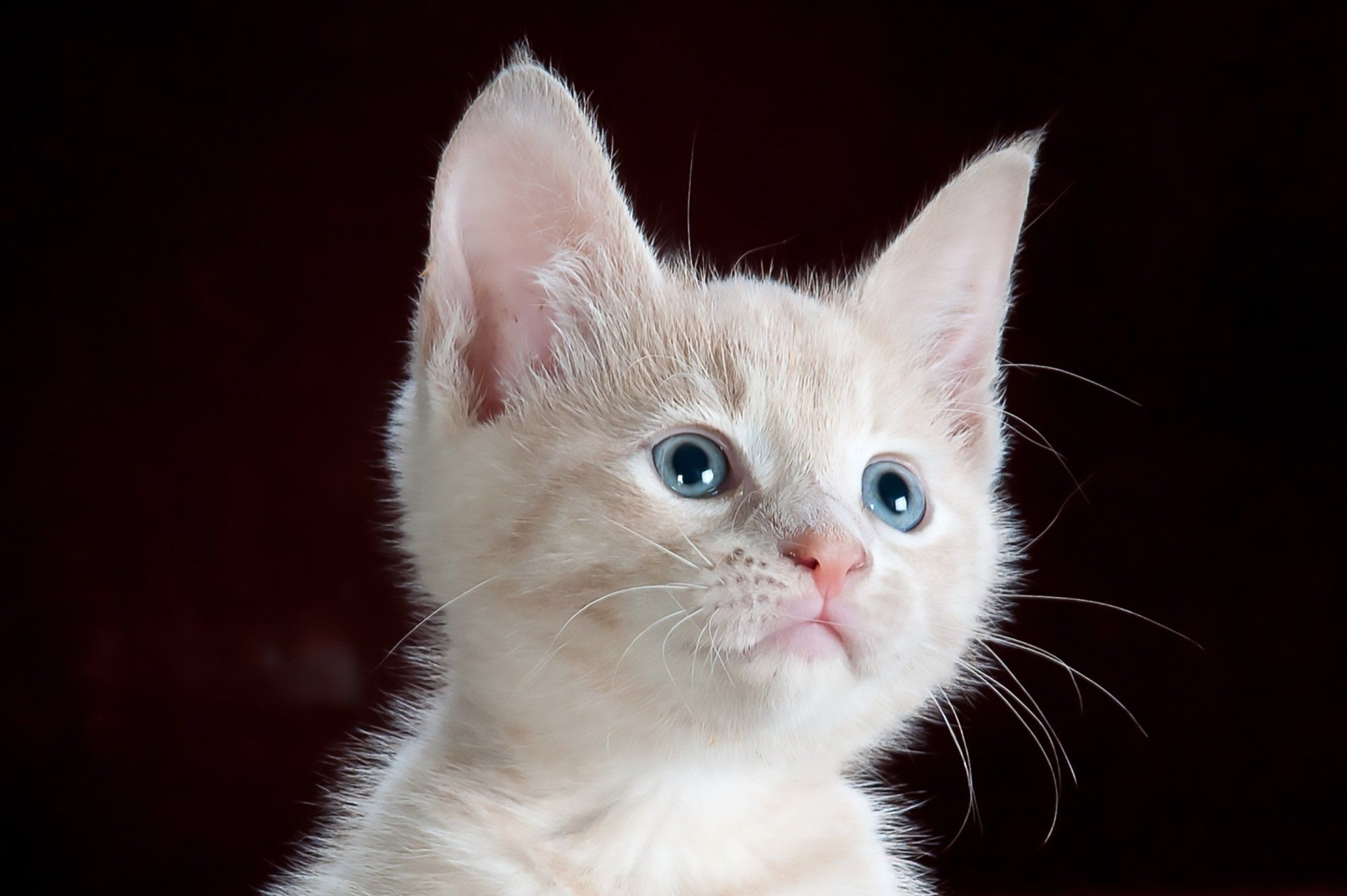 A white kitten with blue eyes is looking up at the camera.Pampered Paws Pet Salon & Spa. Dog and cat grooming in San Juan, TX |