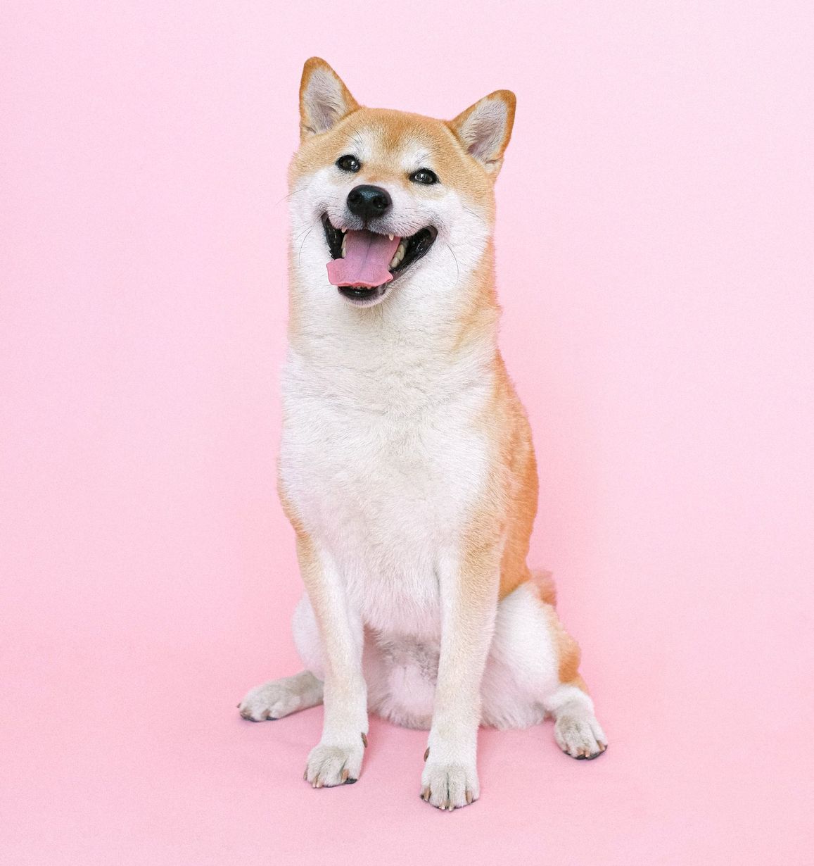 A shiba inu dog is sitting on a pink background and smiling. Dog grooming in San Juan, TX | Pampered Paws Pet Salon & Spa