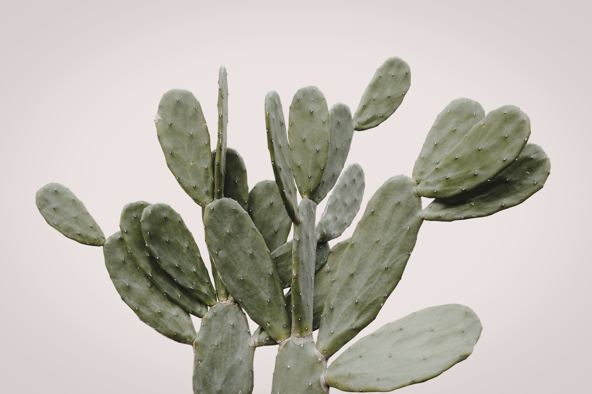 Image of prickly pear
