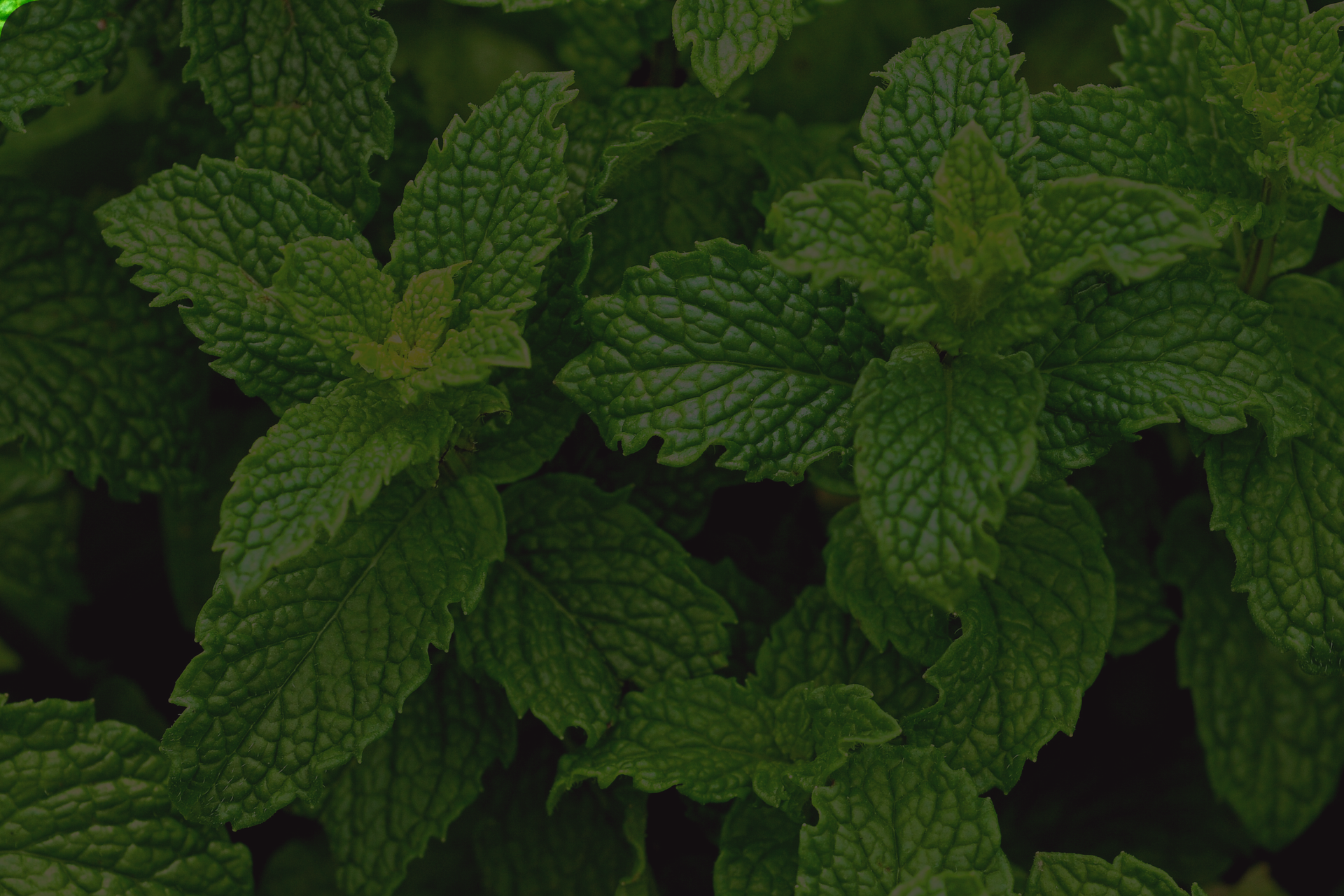 close up image of peppermint leaves