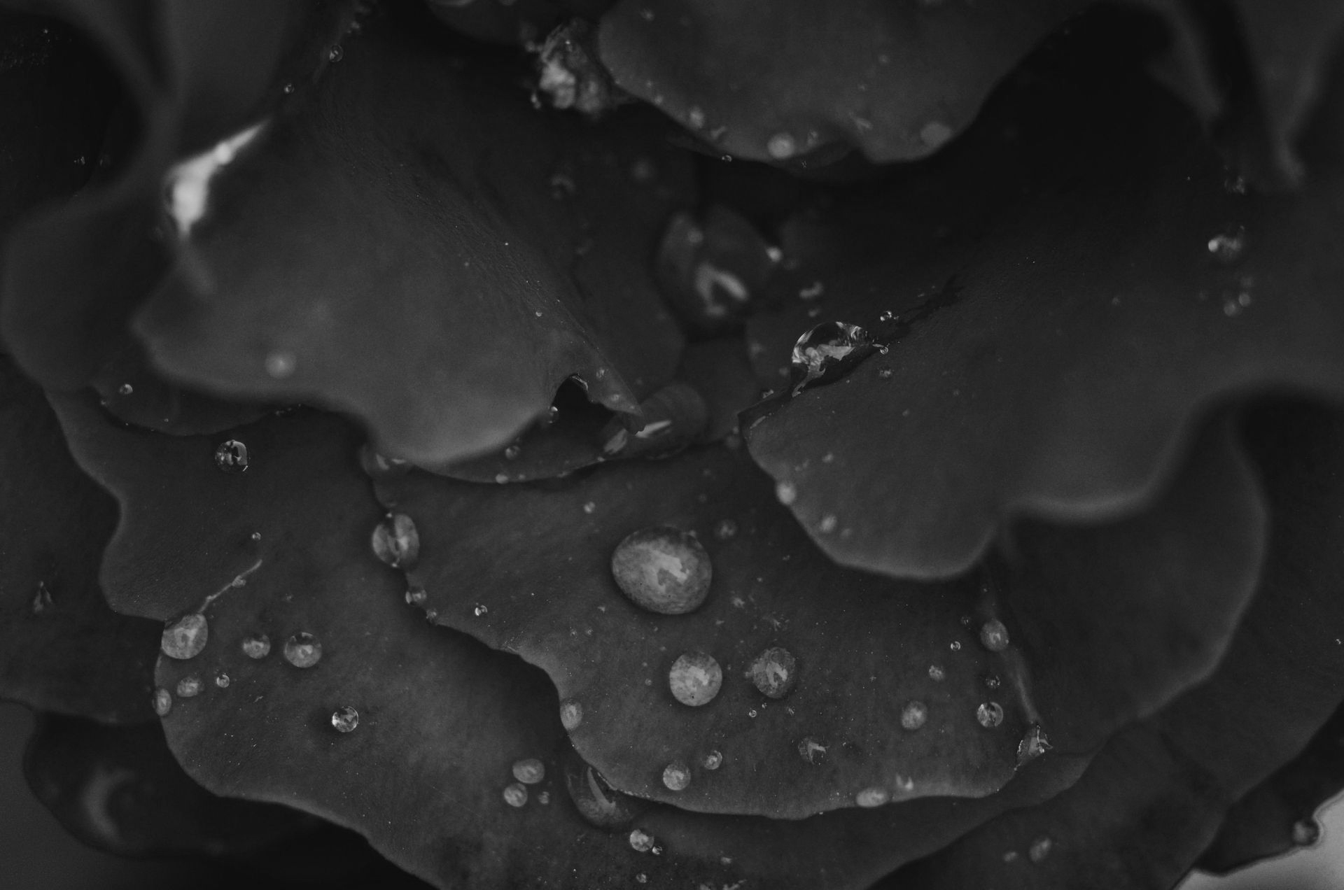 Rose petals