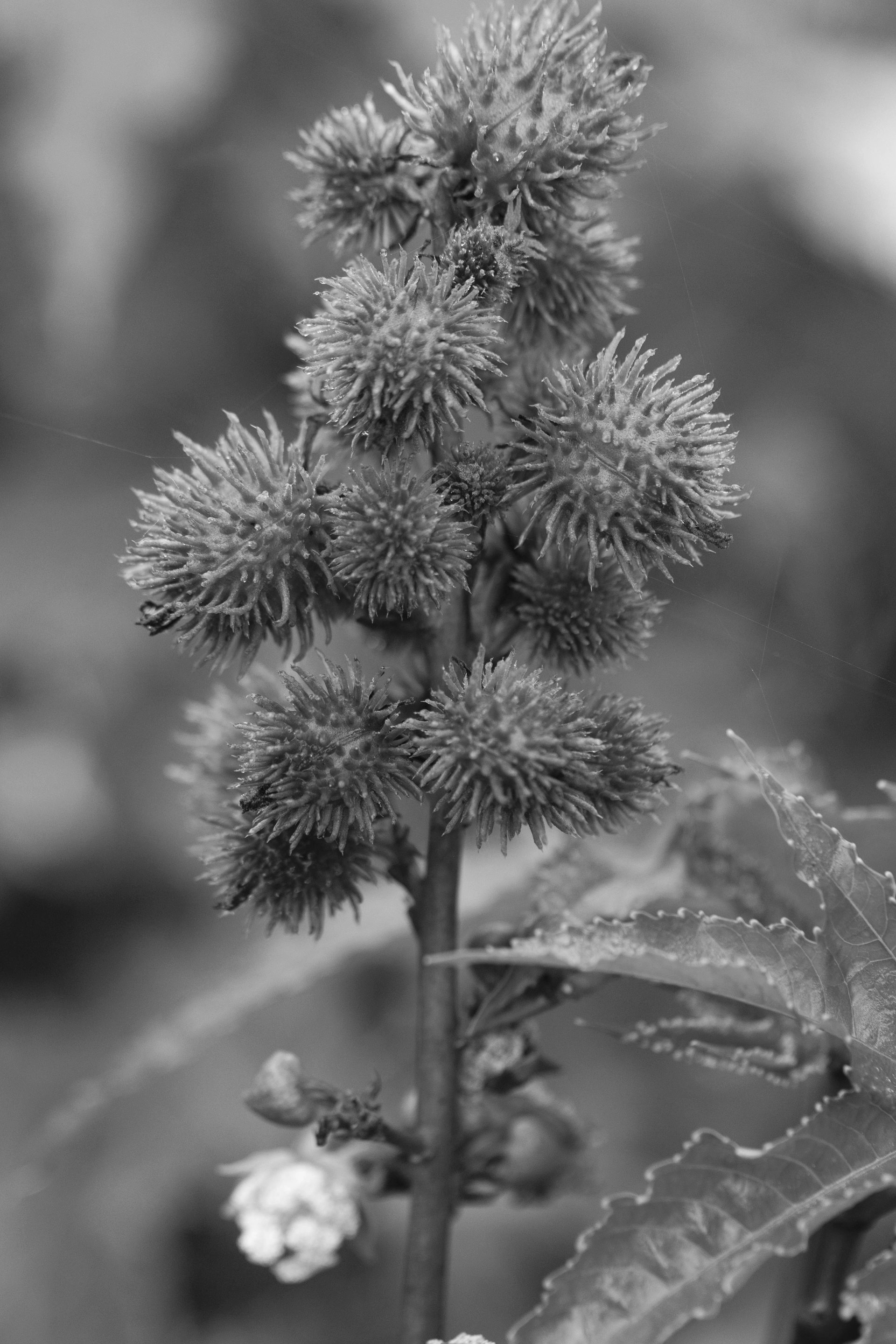 Castor plant