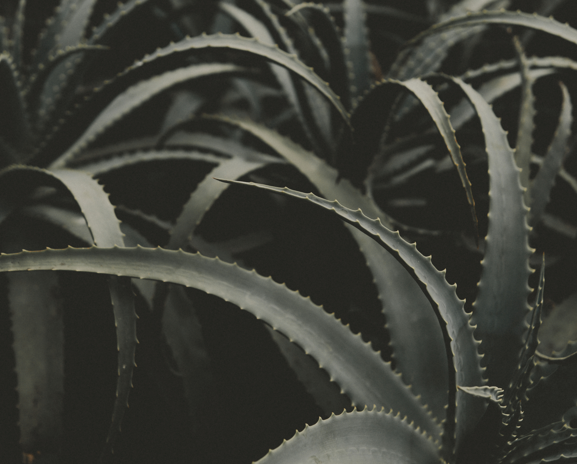 aloe