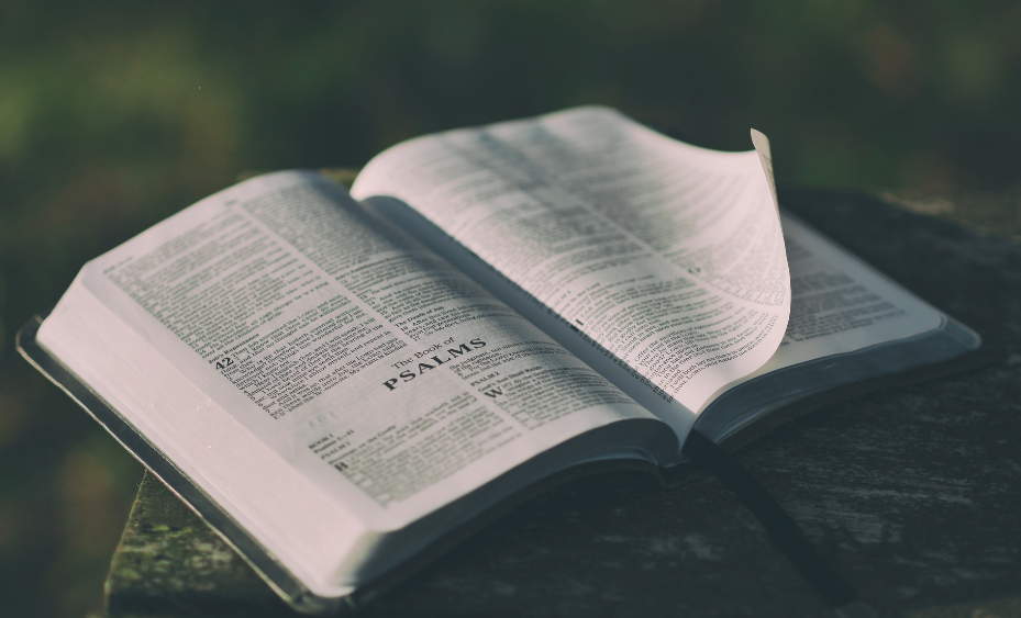 An open book with pages flipping in a soft, blurred outdoor setting.