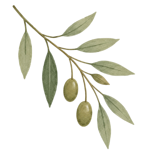 Olive branch with green leaves and two hanging olives on a white background
