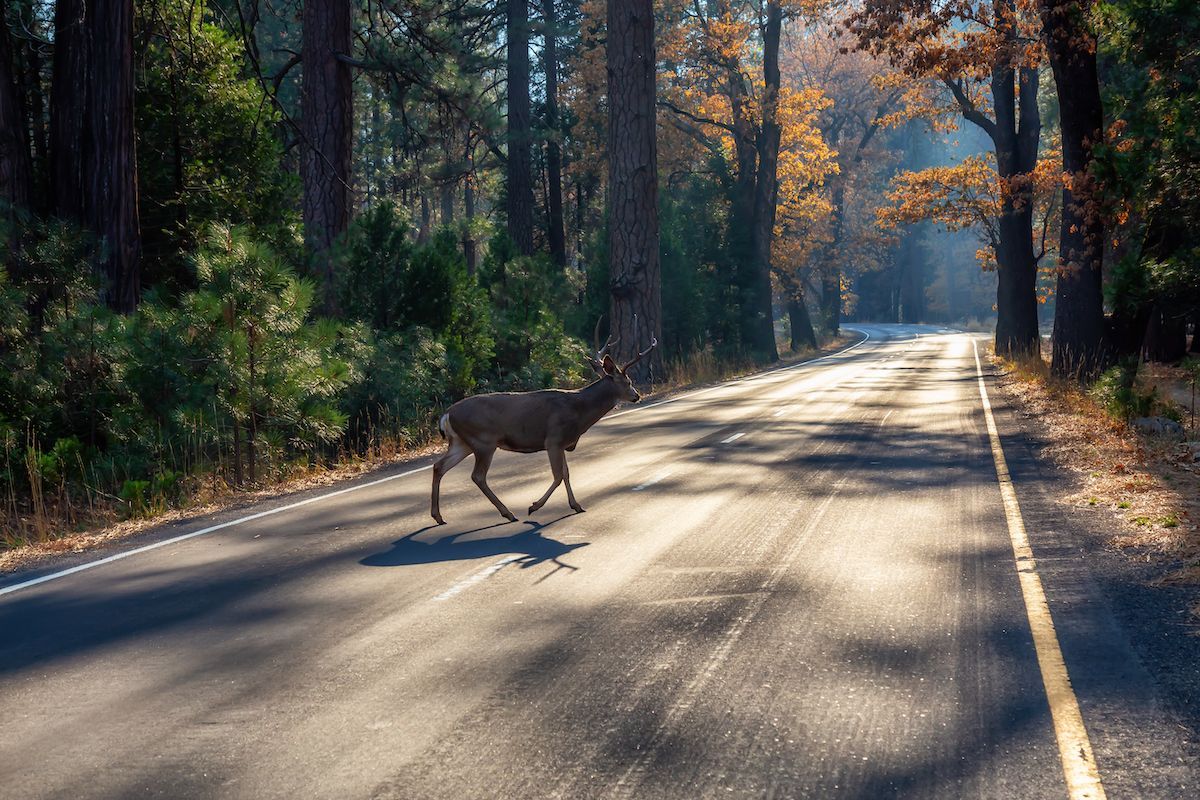 A Deer in the Road Can Lead to a Horrible Personal Injury in Missouri. Call Duckworth Injury Law