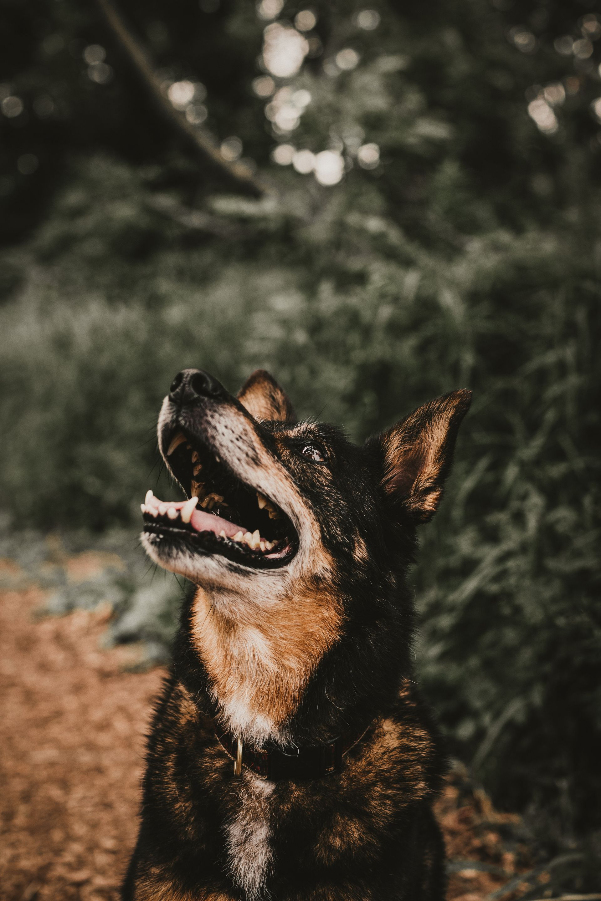 Dog with brown and black fur looking up with open mouth; outdoors. Dog Bite Lawyer.