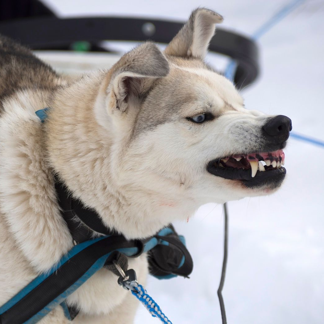 Close-up of a fluffy white dog in a harness, baring its teeth outdoors in the snow