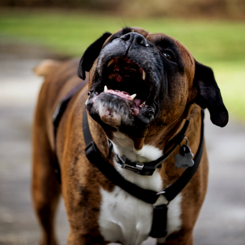 Brown-and-black boxer barking with mouth open, wearing a harness outdoors.