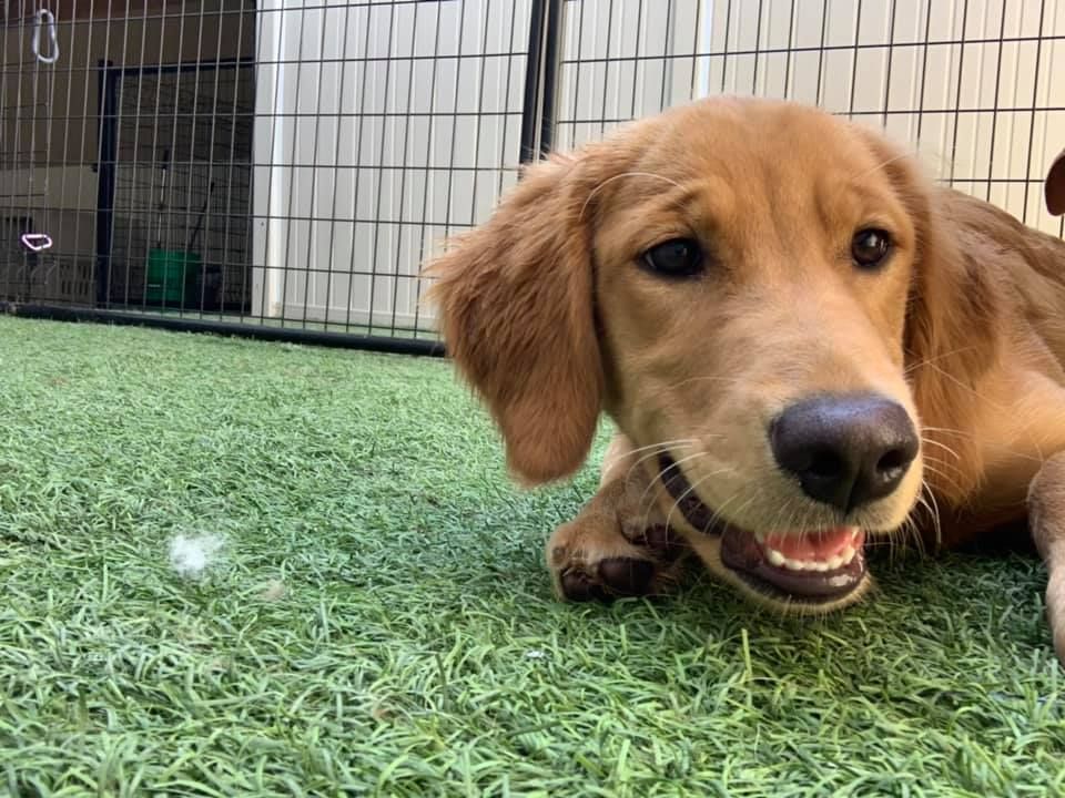 A golden retriever puppy lying on artificial grass in an enclosed outdoor area, looking at the camera with a happy grin.