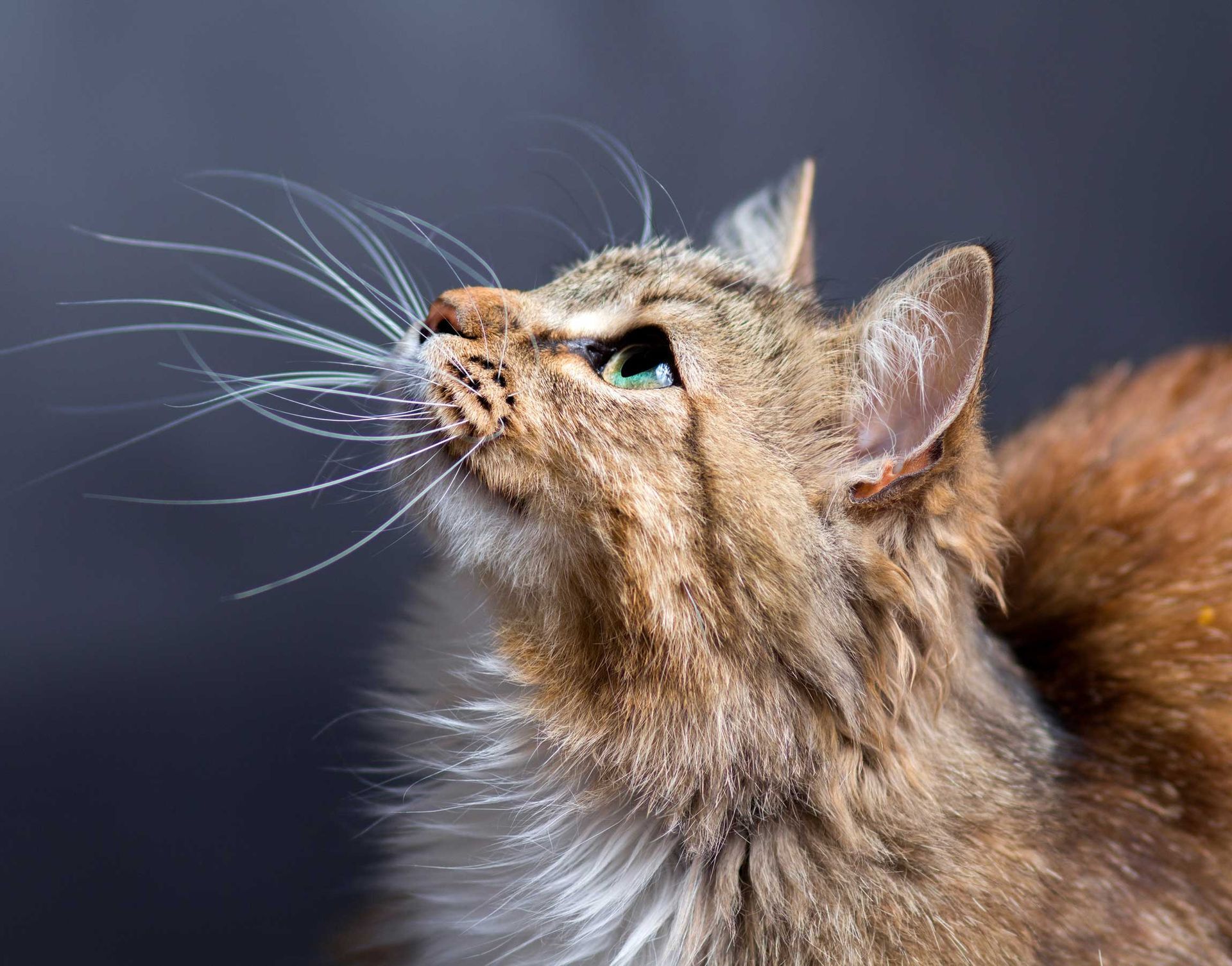 Long-haired brown tabby cat looking upward against a dark background