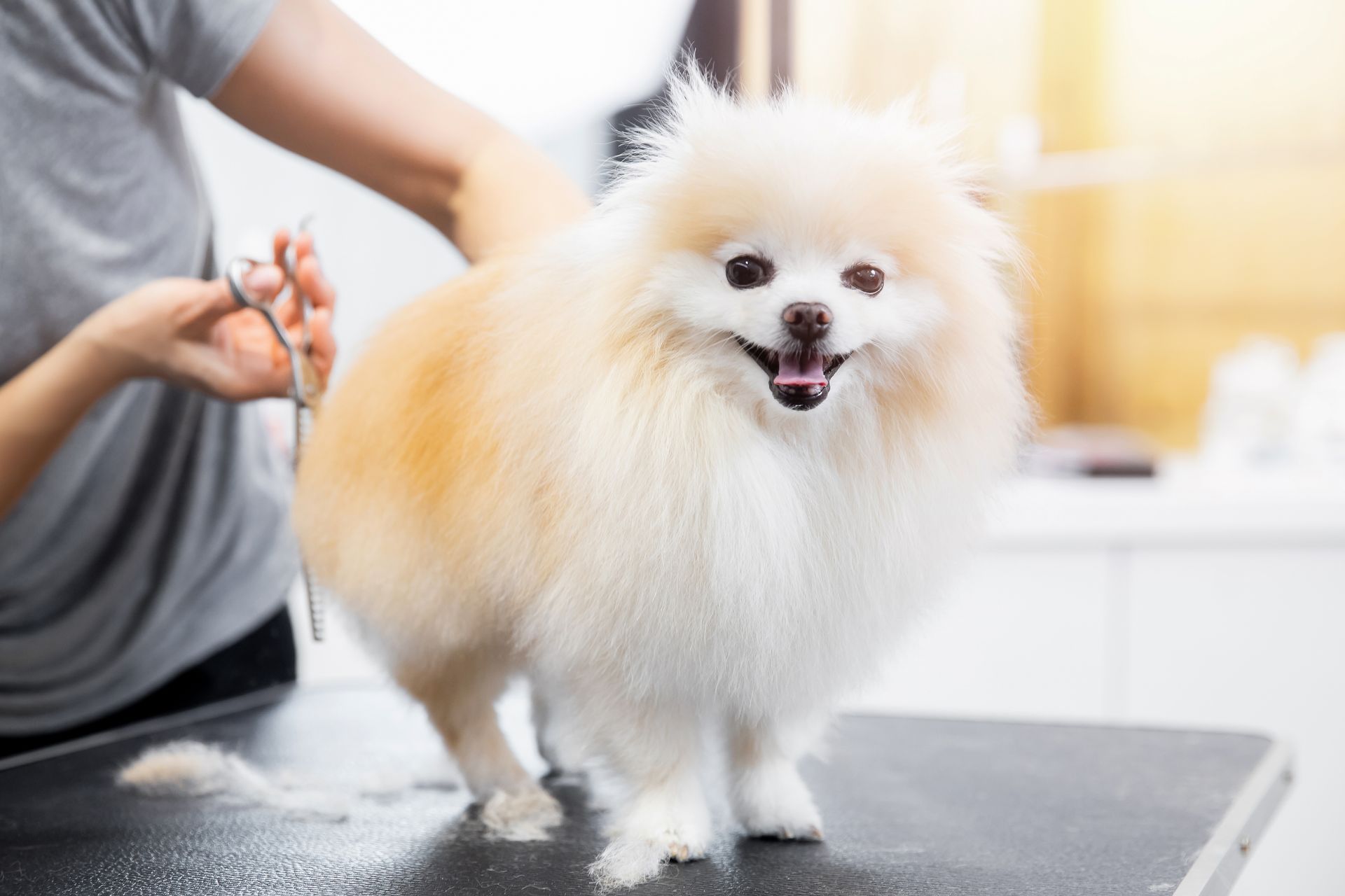 Small fluffy white dog being groomed on a table by a person in a gray shirt Small fluffy white dog being groomed on a table by a person in a gray shirt