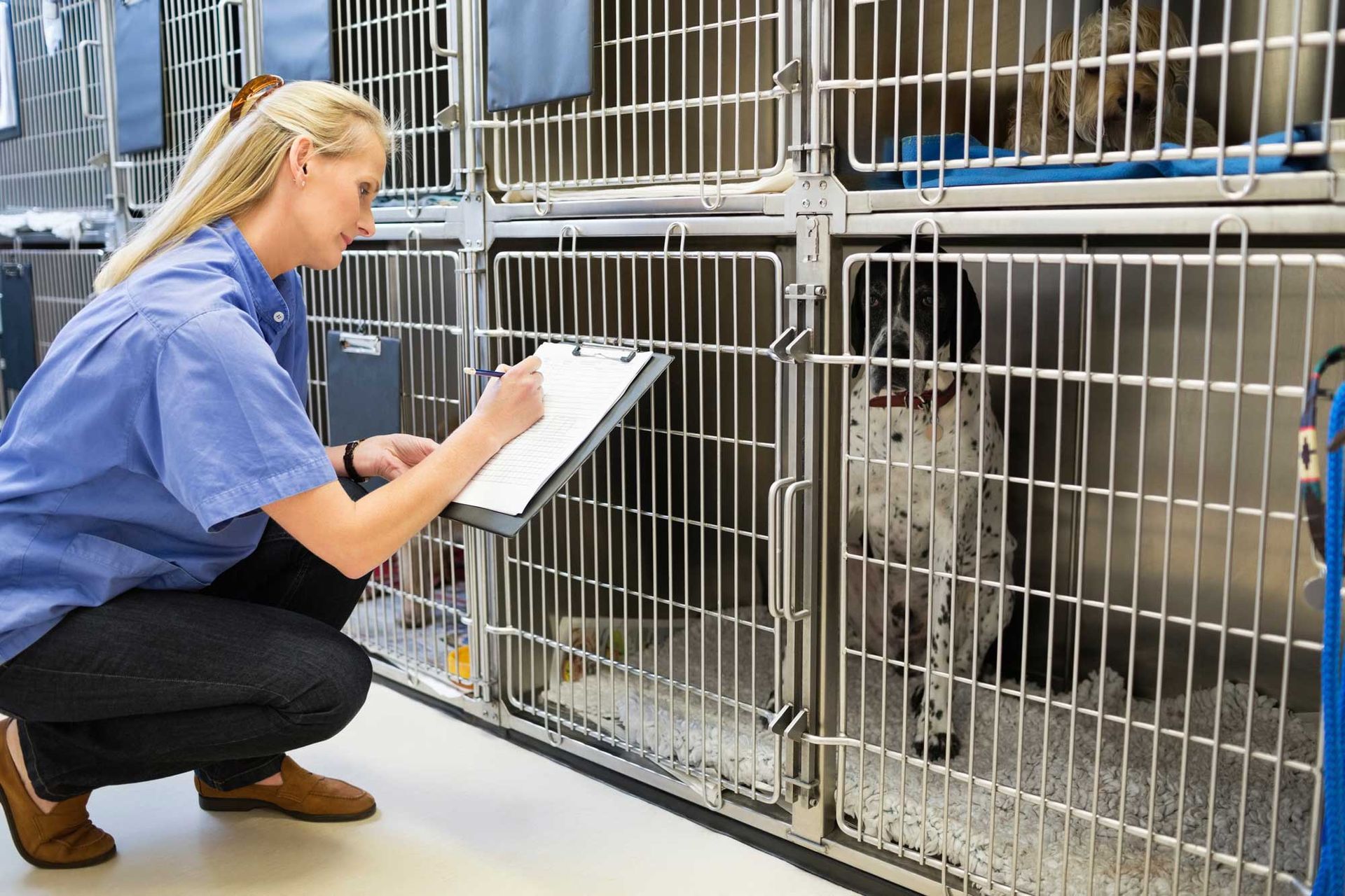 Woman in blue shirt crouches beside metal animal cages, taking notes on a clipboard. Woman in blue shirt crouches beside metal animal cages, taking notes on a clipboard.